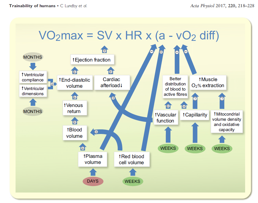 Muscle Oxygen Training Vo2 Max Training And Trainability