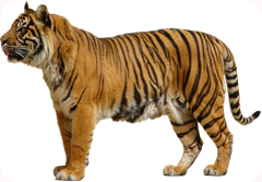 Tigre