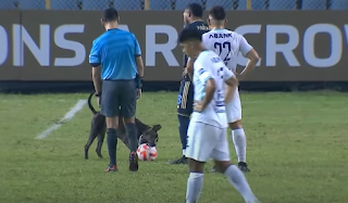 Dog runs onto field, interrupts CONCACAF match, Philadelphia Union vs. Alianza FC