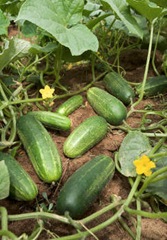 cucumber_web