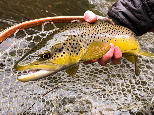 Large male brown trout in the Smokies