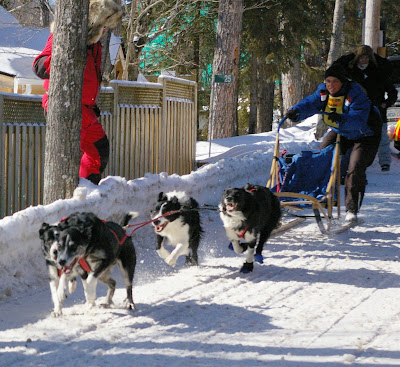 Dog Sled