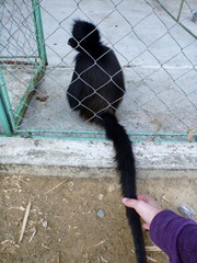 It stuck its tail out of the cage for Jenn to pet.