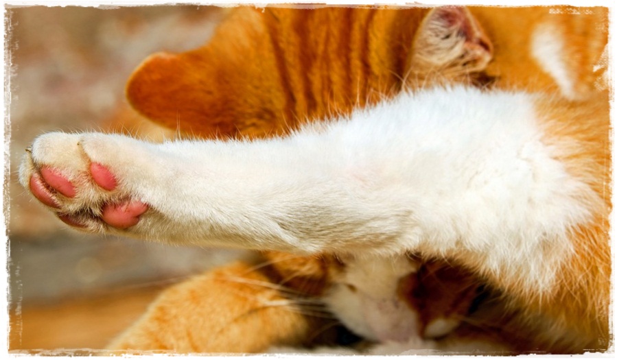 5 Cara Mengobati Menyembuhkan Kaki Kucing  Yang Keseleo