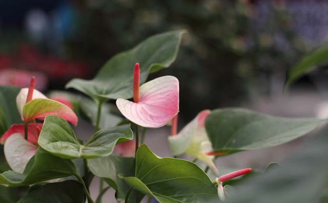 Anthurium Flowers Pictures