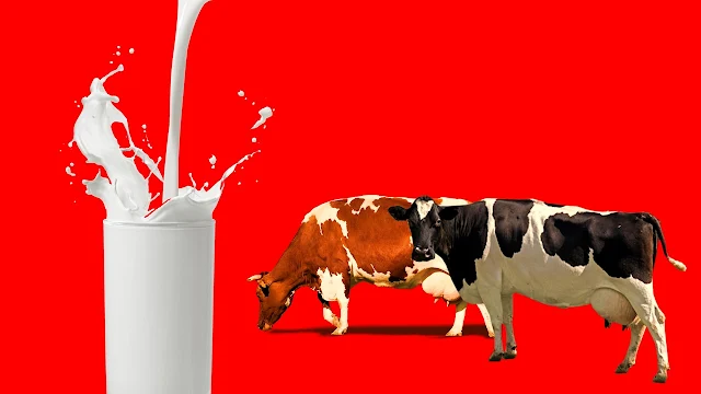 أضرار حليب البقر، فوائد حليب البقر للجنس، فوائد حليب البقر للرجال، فوائد حليب البقر للكبار، فوائد حليب البقر للنساء، حليب البقر الطبيعي، فوائد حليب البقر لزيادة الوزن، فوائد حليب البقر للأطفال