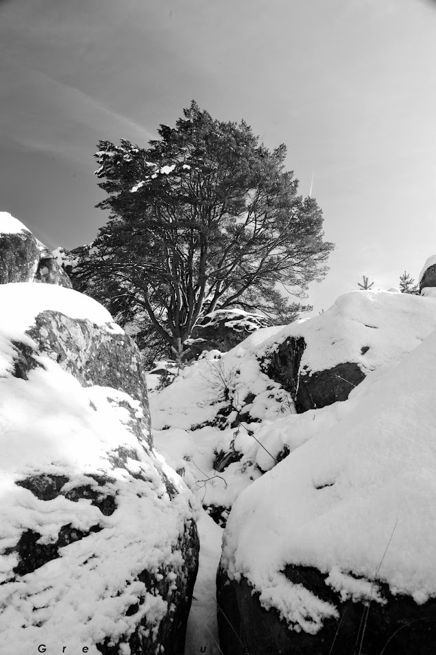 Pin aux 17 branches, Gorges d'Apremont, Forêt de Fontainebleau, Barbizon