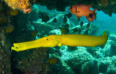 Trumpetfish.