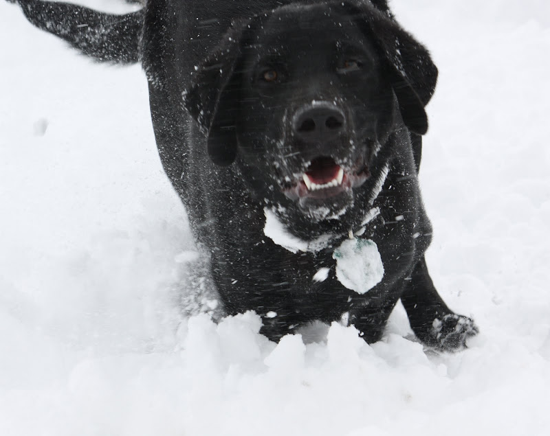 In a full out run with his legs tucked underneath him Rafferty runs towards me.