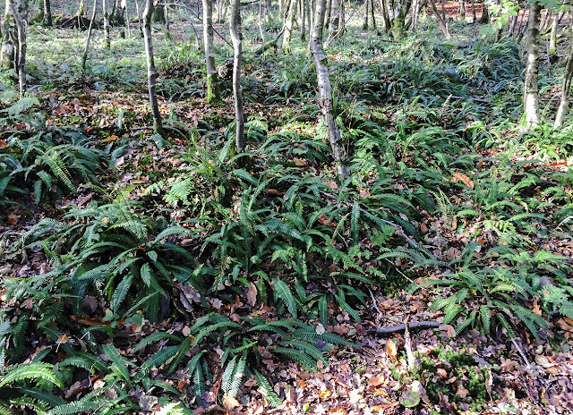 Hard Fern, Blechnum spicant.  Ashdown Forest, 20 October 2017.