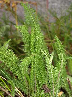 Yarrow (Achillea millefolium)