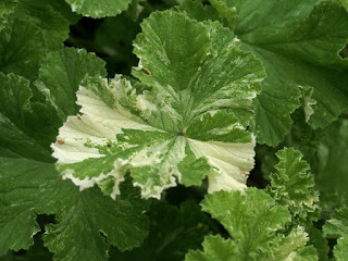 Pélargonium à feuilles de vigne - Pelargonium vitifolium