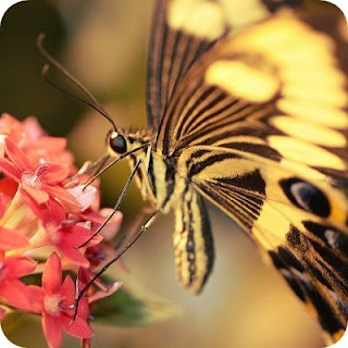 10 butterfly wallpaper