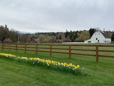 daffodils by the barn