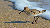 Dunlin, adult in winter plumage, Sandy Hook, NJ - Nov. 2014, by Spinusnet 