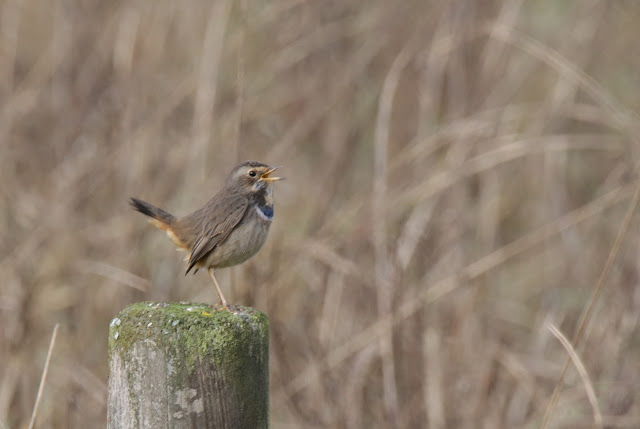 Ruiseñor pechiazul (Luscinia svecica)