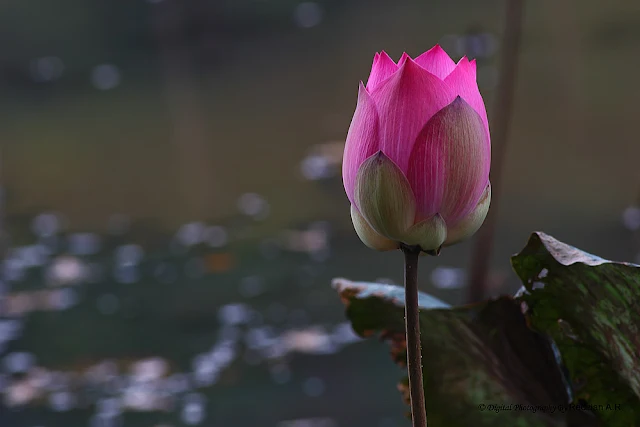 Teratai, Lotus Flowers