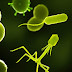 Virus Demam Berdarah dan Bakteri Tipes (dr Oz)