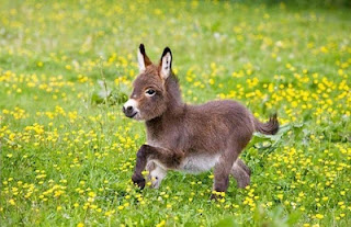صورة حمار صغير كيوت يركض بين العشب ، صور حيوانات HD