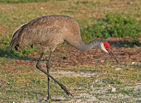 Sandhill Crane – Jonathan Dickinson State Park, FL – Apr. 2007 – photo by Joseph C. Boone