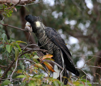 Long billed Black cockatoo