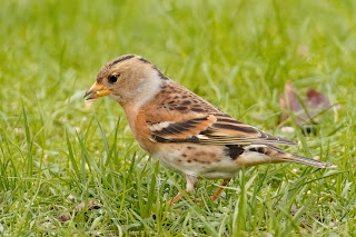 Brambling DFBridgeman