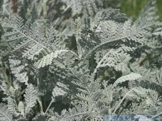 Plume d'argent - Tanacetum ptarmiciflorum - Dentelle d'argent - Meunier poussiereux - Marguerite argentée