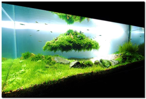 Aquascape 1