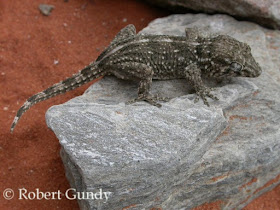 Giant wall Gecko