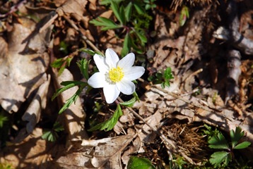 55-Anemone nemorosa