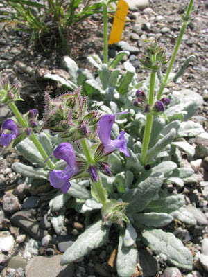 Salvia canescens var. daghestanica - Caucasus sage care and culture