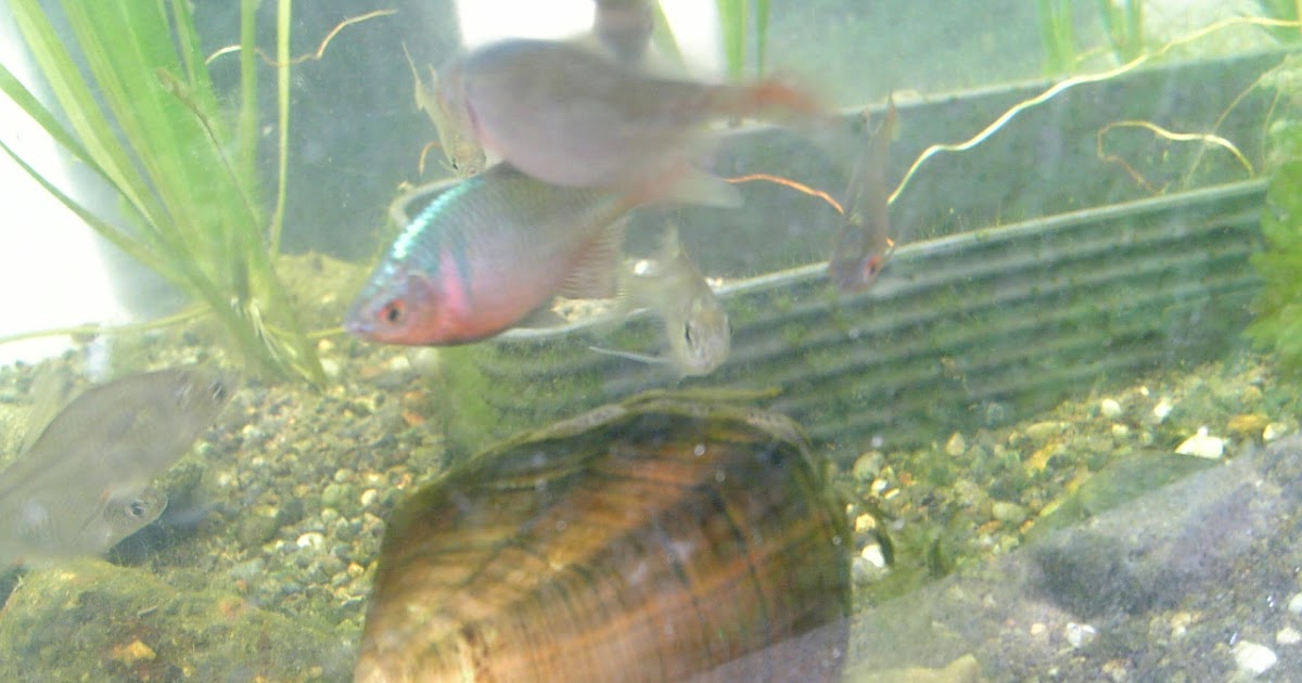 我が家のお魚ライフ バラタナゴの採取と飼い方