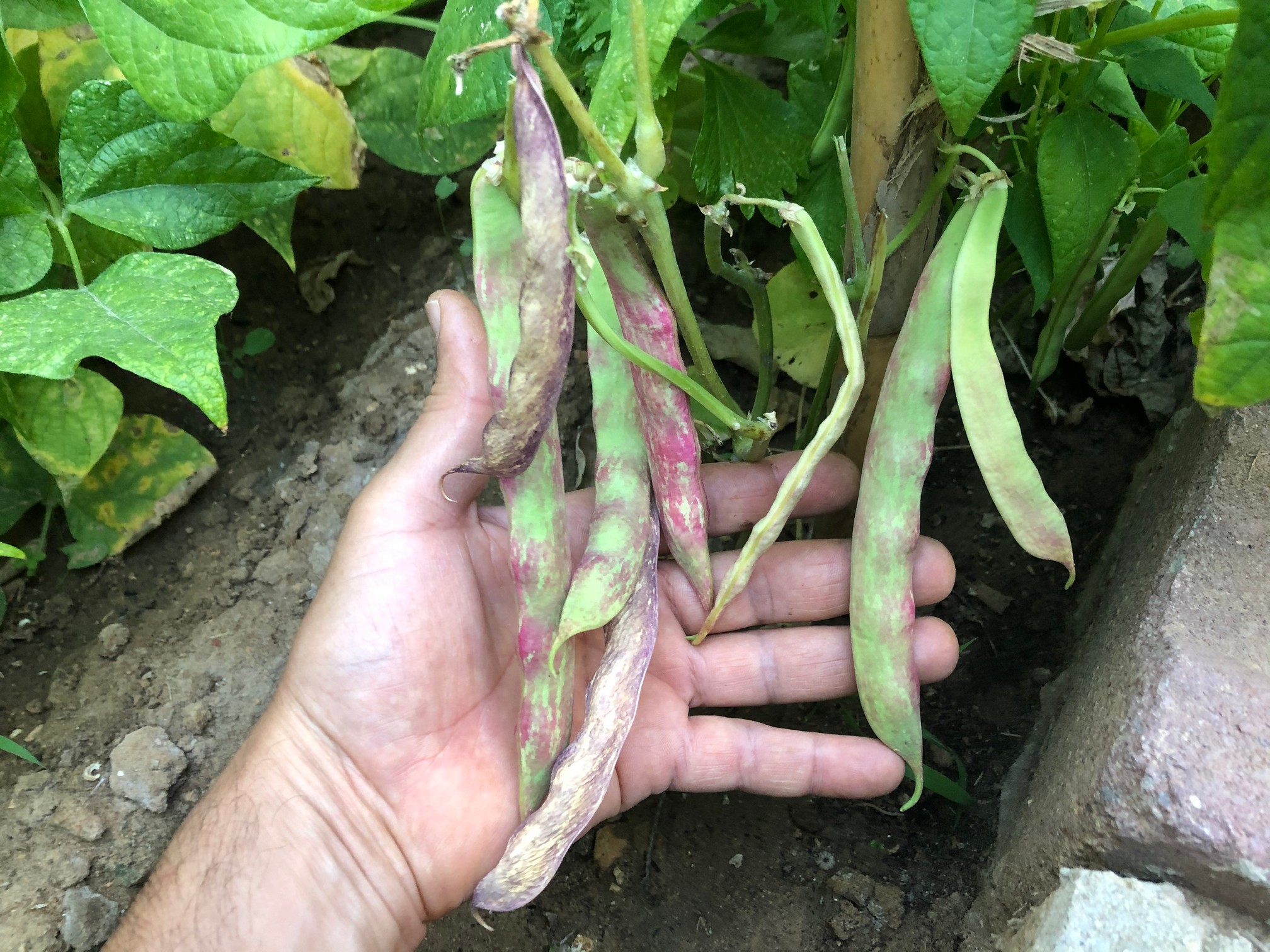 Dragon Tongue beans are some of the easiest veggies to grow. The seeds are a beautiful which makes them ideal for beginners and beloved by any veggie gardeners. They grow with little care, produce an abundance of pods and can add nitrogen to the garden soil
