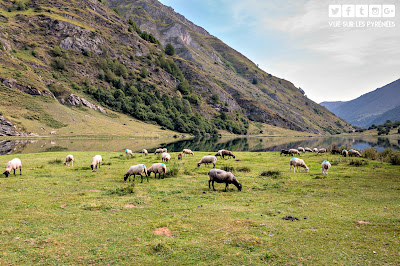 Jour de transhumance au lac d'estaing