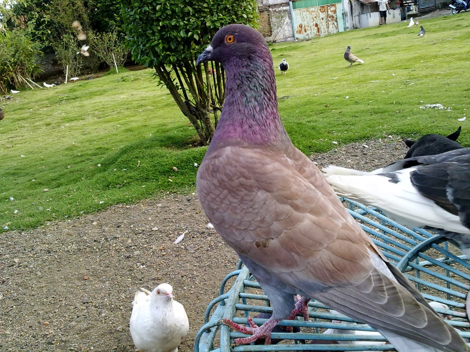 Gambar Burung Merpati