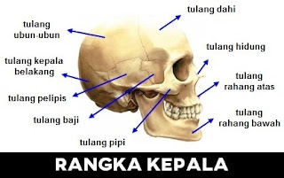 Rangka Kepala