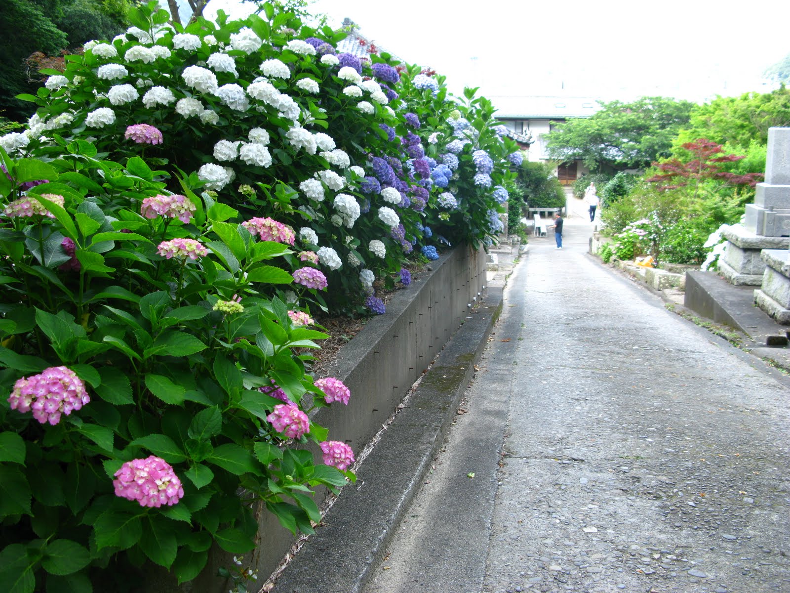 the hydrangea is known in japanese as the ajisai of its over 70 