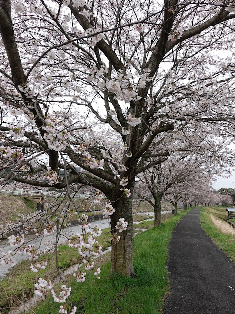 鳥取県西伯郡南部町鴨部の 法勝寺川沿いの桜並木