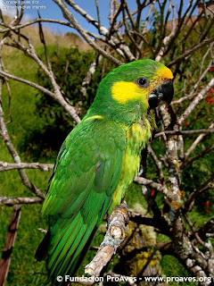 loro amarillo aves en extincion de america Ognorhynchus icterotis