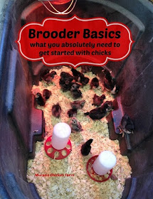 what does a chick brooder need?