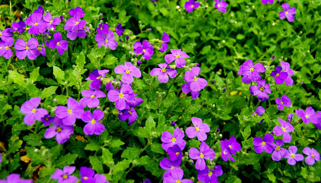 Il mondo in un giardino: Tre cuscini...di fiori!