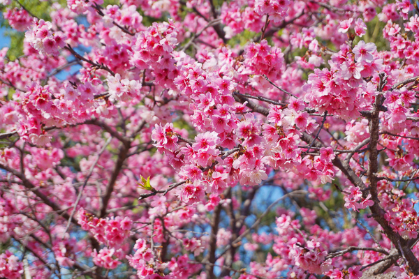 南投微熱山丘三色櫻花盛開，品嚐土鳳梨酥喝紅茶還能賞櫻花