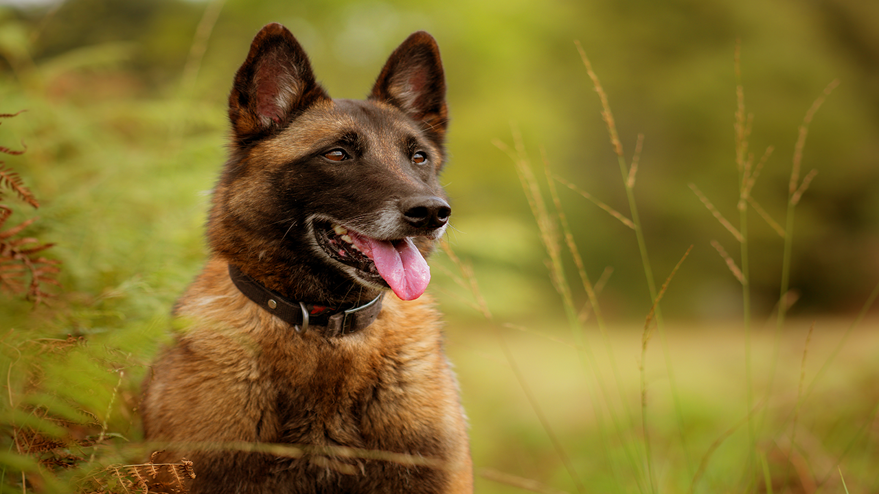 berger malinois