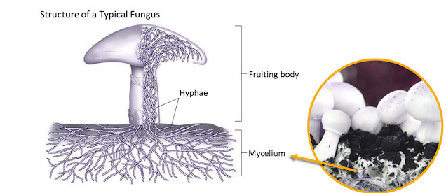 Pict: The threadlike mycelium, often hidden beneath soil or vegetation, absorbs nutrients.