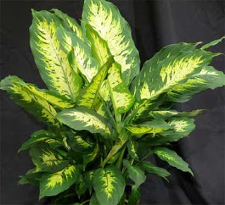 Dieffenbachia ( Kuping Gajah )