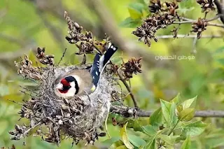 most beautiful birds of the world, (European goldfinch)