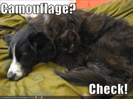 2Leep Onlie: funny cats photos