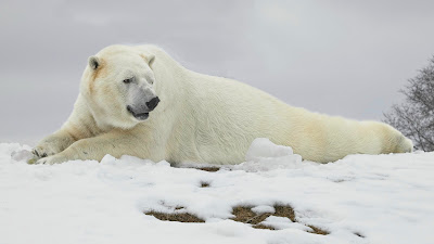 Osos Polares Zurdos: Un Vistazo a esta Curiosa Tendencia