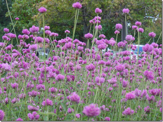 pretty purple flowers