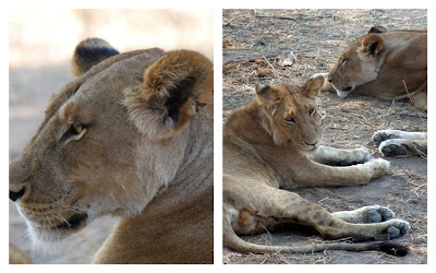 Lions in Ruaha NP